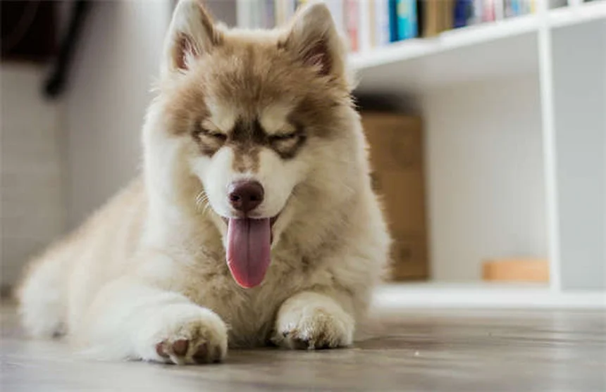 馬の慢性炎症とは？原因・症状・対策を獣医師が徹底解説