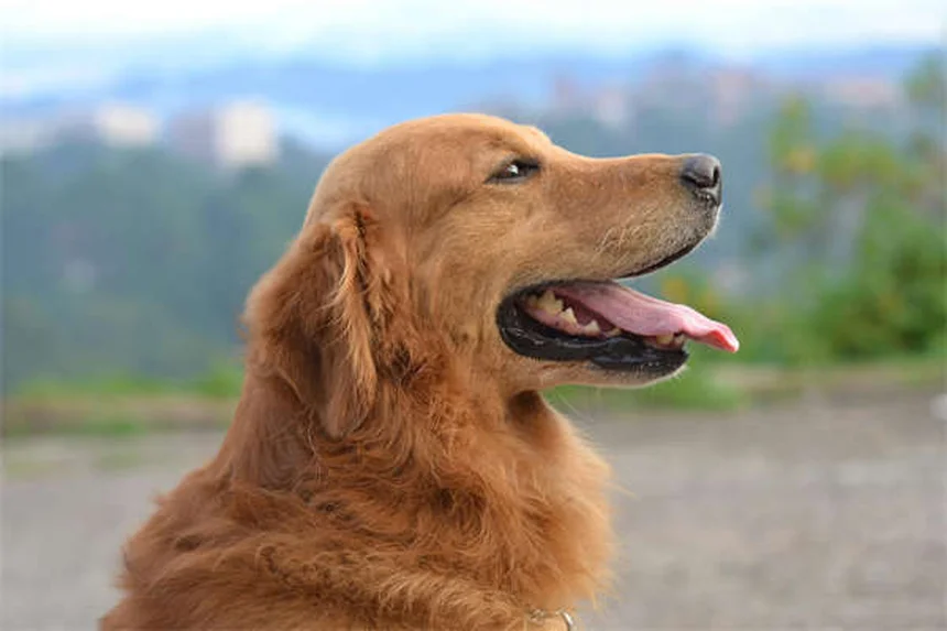 馬のメラノーマとは？症状・原因から最新の治療法まで完全解説
