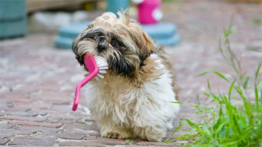 知らない犬との正しい挨拶の仕方：安全なドッグコミュニケーション5つのルール