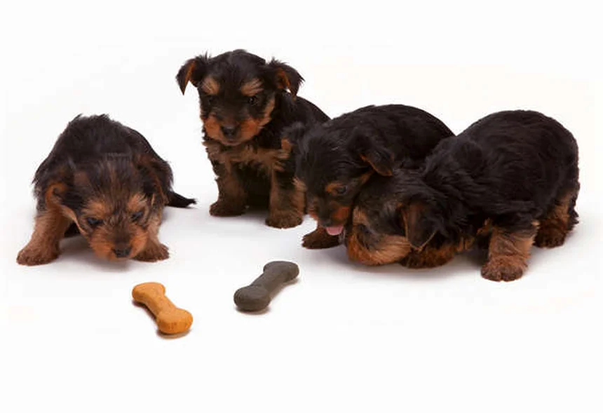 知らない犬との正しい挨拶の仕方：安全なドッグコミュニケーション5つのルール