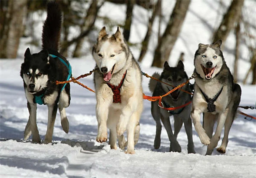 愛犬の耳掃除は必要？正しい頻度と安全なやり方【獣医師推奨】