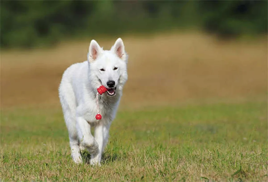 愛犬の耳掃除は必要？正しい頻度と安全なやり方【獣医師推奨】