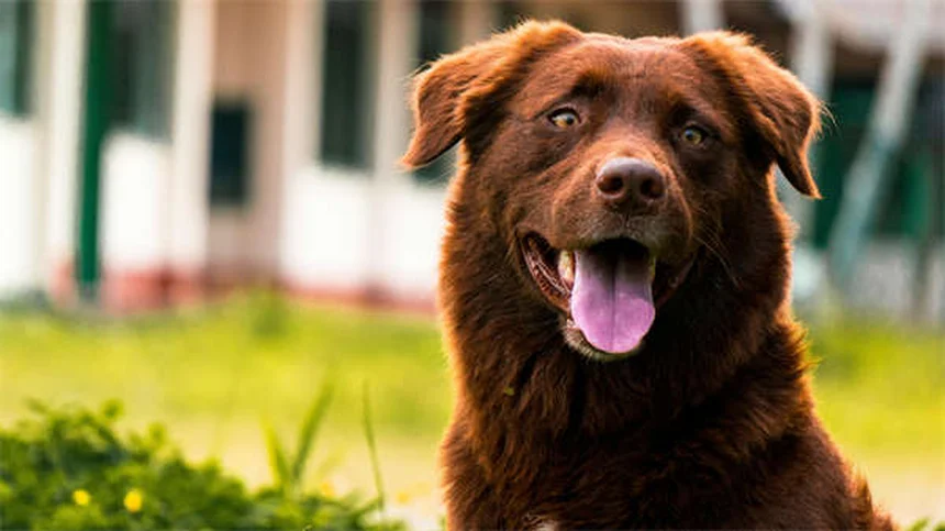 テオフィリンとは？犬・猫の喘息・気管支炎治療の効果と副作用を解説