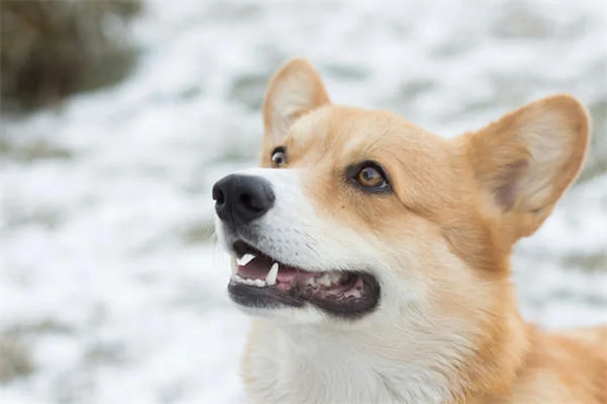 犬が傷を舐める理由とその対処法｜感染リスクと正しいケア