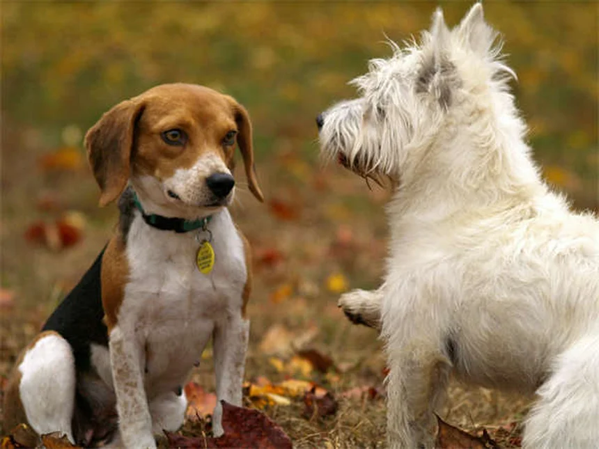 木曽馬は絶滅危惧種！70頭しかいない在来馬の現状と見学のコツ