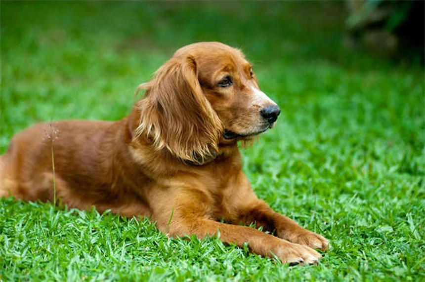 犬の耳薬オトマックスとトライオティックの正しい使い方と副作用