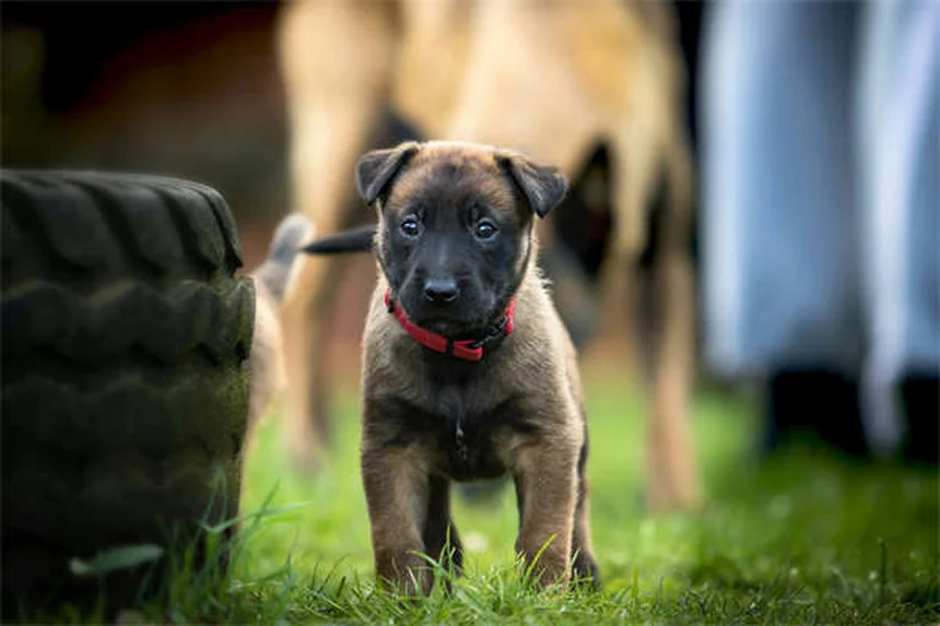 犬の耳薬オトマックスとトライオティックの正しい使い方と副作用