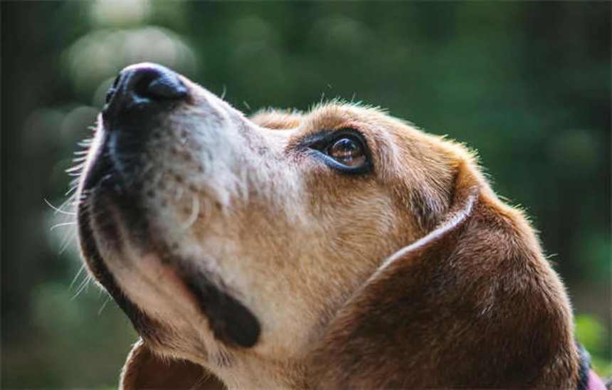 犬の耳薬オトマックスとトライオティックの正しい使い方と副作用