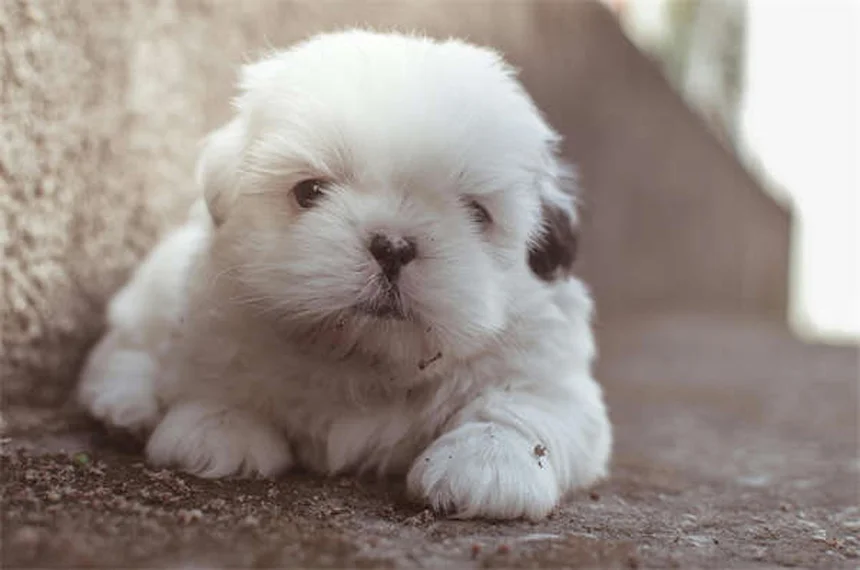 ナマズ飼育のコツ！初心者向けに長生きさせる方法