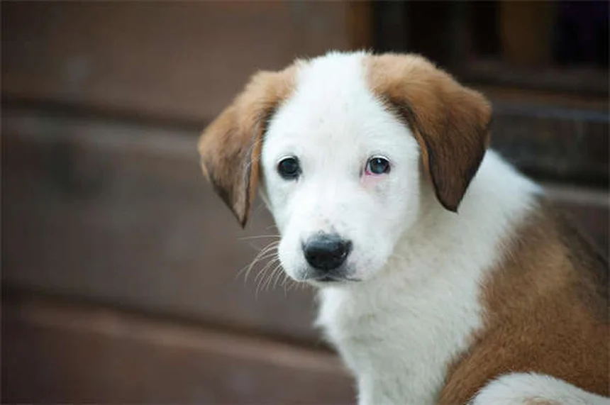 ナマズ飼育のコツ！初心者向けに長生きさせる方法