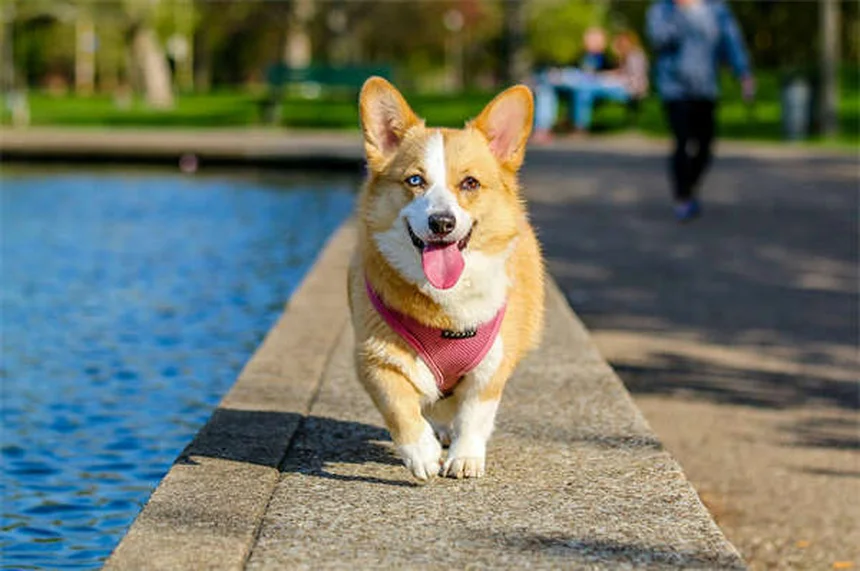 犬の耳切除のメリットゼロ？リスクと誤解を獣医師が解説