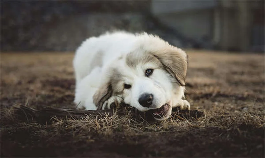 犬の耳切除のメリットゼロ？リスクと誤解を獣医師が解説