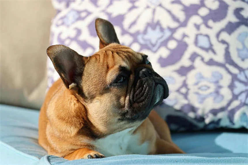 犬の薬をご飯に混ぜて砕いてもいい？正しい飲ませ方の全知識