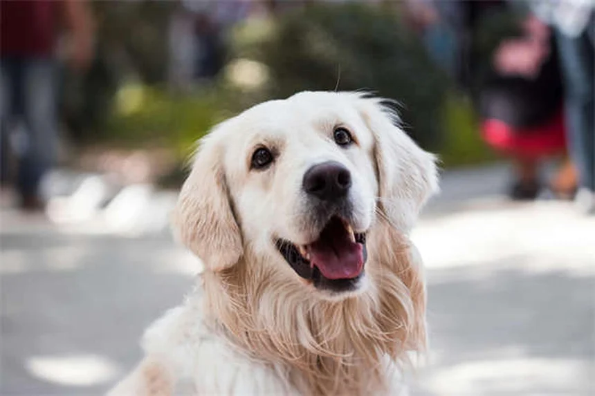 犬の薬をご飯に混ぜて砕いてもいい？正しい飲ませ方の全知識