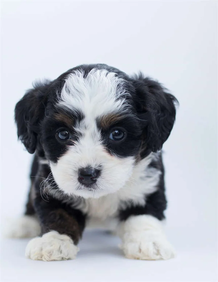 犬の水治療は効果あり？実体験で分かった3つのメリットと正しい始め方