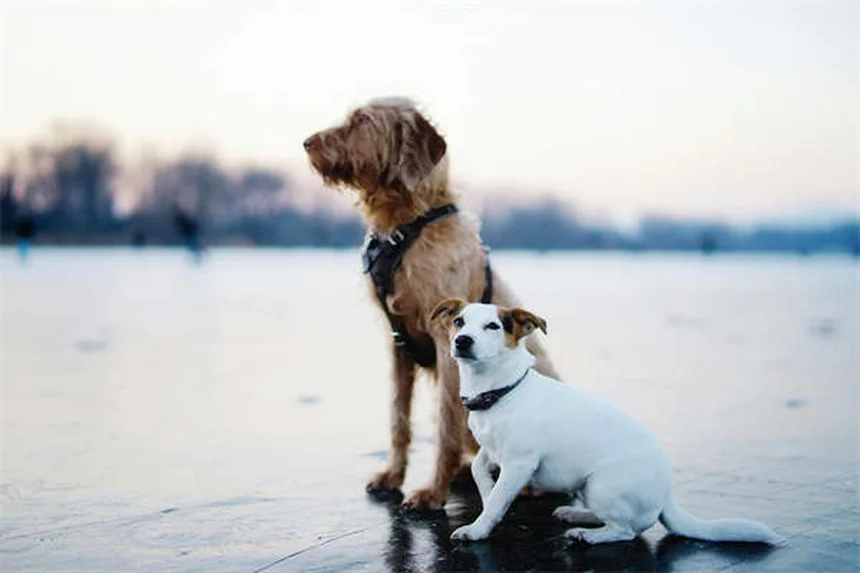 犬の水治療は効果あり？実体験で分かった3つのメリットと正しい始め方