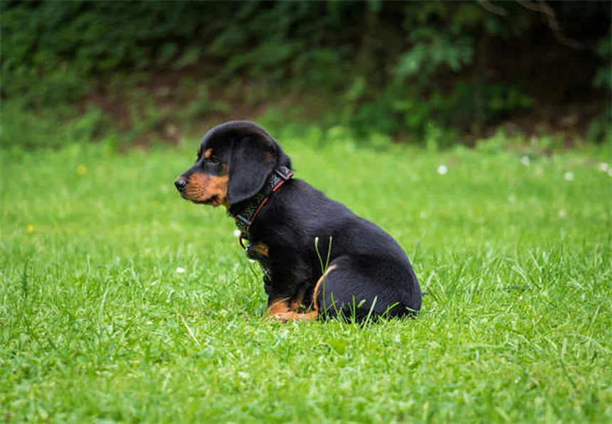 フェレットADVの症状と治療法、飼い主が知っておくべき全て