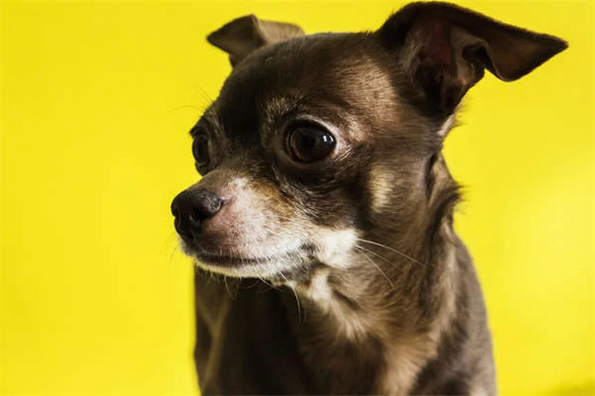 生後12週間で決まる？子犬の社会化で知っておくべき5つのポイント