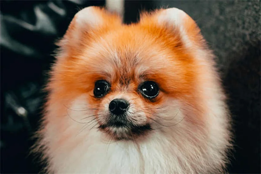 犬の成長が止まる時期は品種別で違う！知っておくべき正しいケアとは