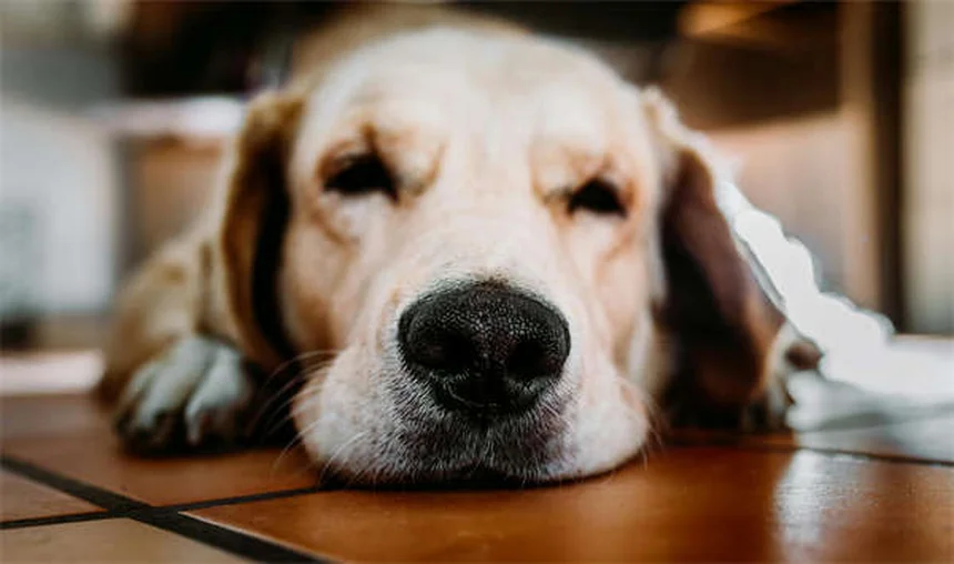 最高の犬用おもちゃの選び方：犬種別・遊びタイプ別おすすめ12選