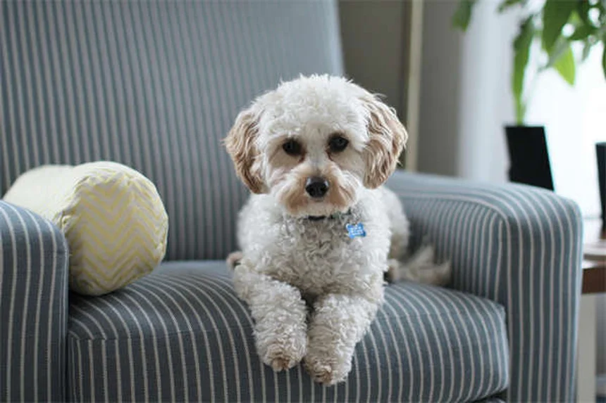 救助犬の育成とは？ペン・ベット・ワーキング・ドッグ・センターの使命と訓練方法