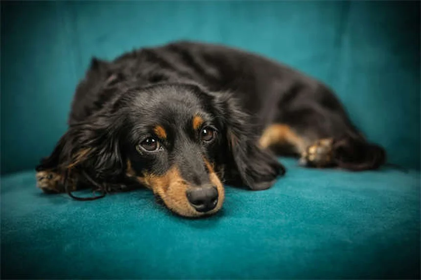 愛犬との車旅を成功させる5つのコツ：事前準備から緊急時対策まで