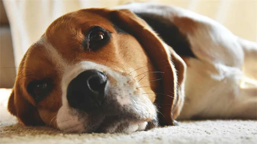 犬猫のリファンピン：耐性菌治療の効果と危険な副作用を獣医が解説