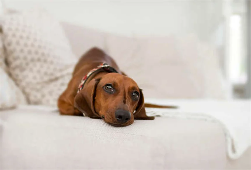 犬が寝言で吠える理由と正しい対処法｜夢の中の冒険を見守ろう
